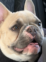 Gus 