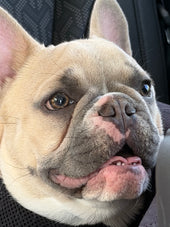Gus 