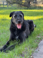 Ruger