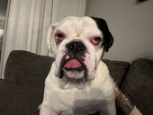 Gizmo 