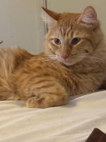 Gizmo