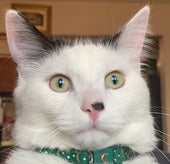Loki