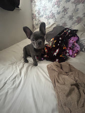 Chico