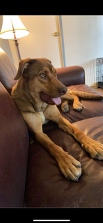 Zeus
