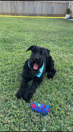 Jackson 
