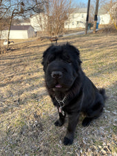 Oscita