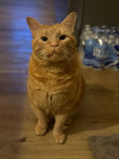 Cinnamon 