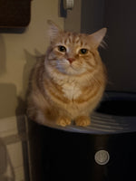 Winston