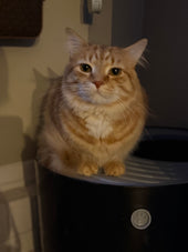 Winston