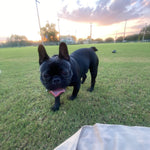 Rockee