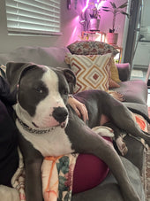 Diesel