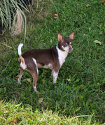 Bella