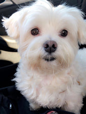 Sofie