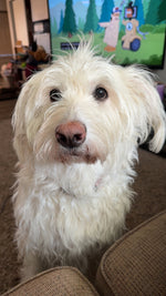 Daisy