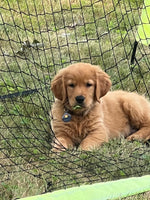 Murphy