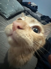 Yuki
