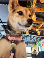 Nova