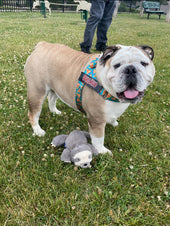 Eeyore