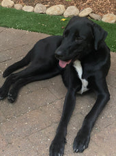 Toby