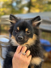 Gizmo
