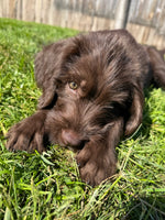 Rhett