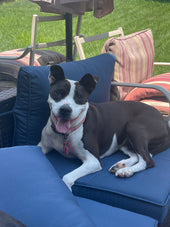 Kimber 