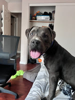 Apollo
