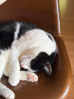 Ookie