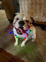 Dozer