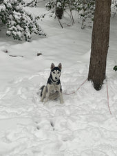 Kali