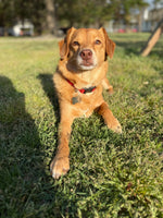 Cooper