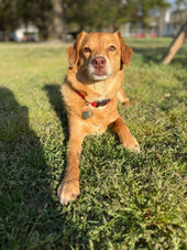 Cooper