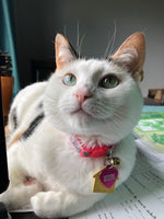Meowzers 