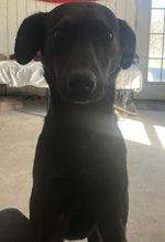 Baxter