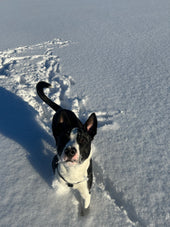 Louie
