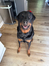 Koda