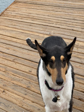 Pupparuni Roak