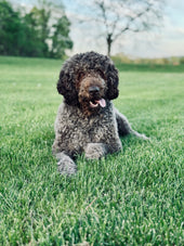 Lyla