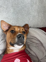 Roo
