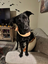 Nala 