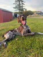 Josie 