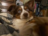 LilBit