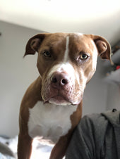 Stella