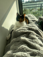 Renzita
