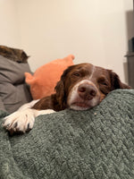 Piper