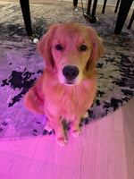Bailey