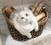 Remy