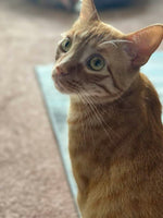Buddy