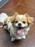 Lulu