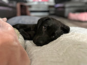 Maverick Brooks Moore